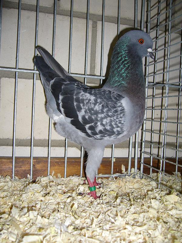 Mastholte 2008 079.jpg - Deutsche Modeneser Schietti blaugehämmert Preis Hv 96 E